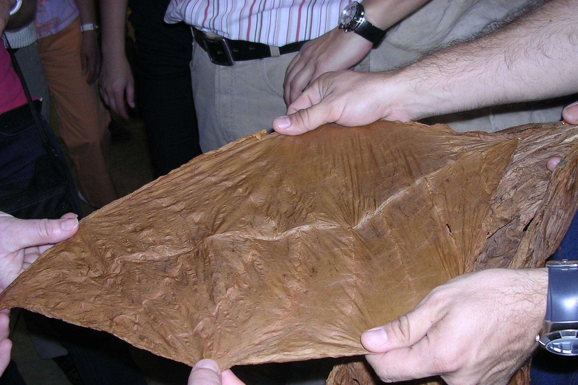 Tabak