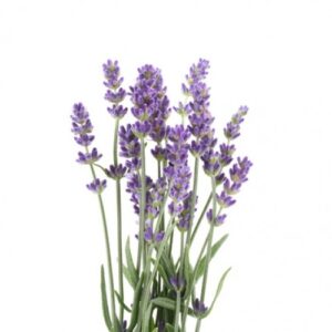 Räucherwerk Lavendel Bio 15 g